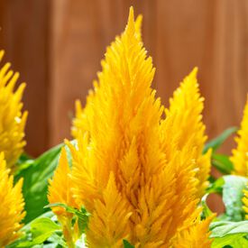 Yellow Kimono, Celosia Seeds